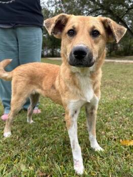 Rescue Carolina Dog and Labrador Retriever Dogs for Adoption in Washington, District Of Columbia - Briggs | PetCurious