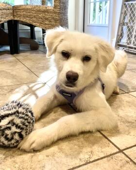 Telepath -  Great Pyrenees Dog for Adoption in New York, New York - Telepath | PetCurious