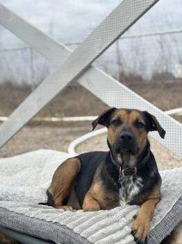 Shepherd and Mixed Breed Dogs Available for Adoption - Willow | PetCurious
