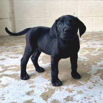 Americano 0860 -  Black Labrador Retriever Dog for Adoption in Loxahatchee Groves, Florida - Americano 0860 | PetCurious