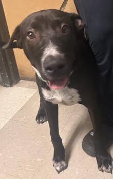 Leopold -  Labrador Retriever Dog for Adoption in Mobile, Alabama - Leopold | PetCurious
