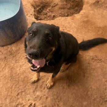 Rescue Australian Kelpie and Australian Shepherd Dogs for Adoption in Phoenix, Arizona - Dusty | PetCurious