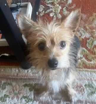 Apple Strudel -  Yorkshire Terrier Dog for Adoption in Sedalia, Colorado - Apple Strudel | PetCurious