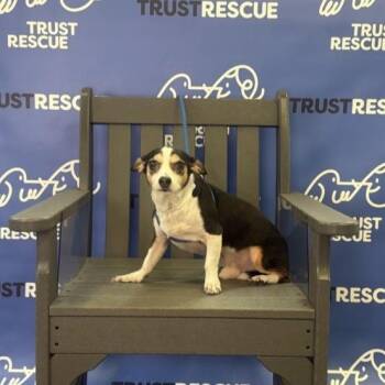 CJ -  Terrier Dog for Adoption in Waterford, New Jersey - CJ | PetCurious