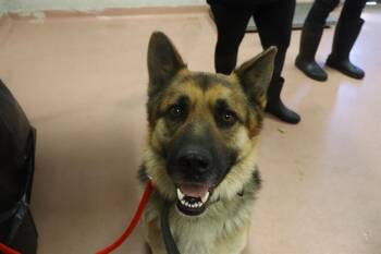 Mixed Breed Dogs Available for Adoption in Columbia, South Carolina - VEGGIE | PetCurious