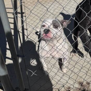 Petey -  American Bully Dog for Adoption in Greensboro, Alabama - Petey | PetCurious