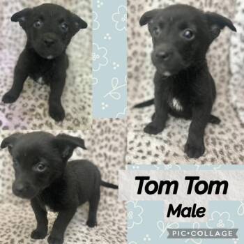 Tom Tom -  Corgi Dog for Adoption in Manchester, Connecticut - Tom Tom | PetCurious