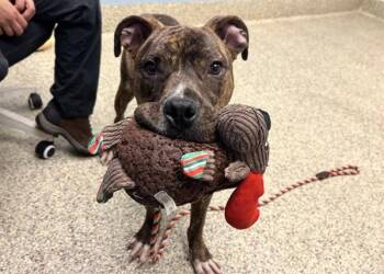 Pit Bull Terrier Dogs Available for Adoption in Golden, Colorado - Tonka | PetCurious