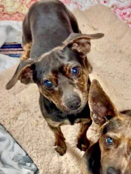 Miniature Pinscher Dogs Available for Adoption - Reggie  | PetCurious