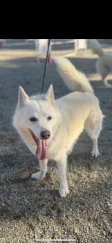 Darcie -  American Eskimo Dog and Pomeranian Dog for Adoption in New Haven, Connecticut - Darcie | PetCurious