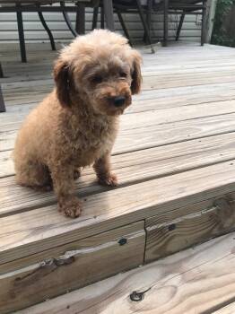 Andi -  Poodle Dog for Adoption in Franklin, Tennessee - Andi | PetCurious