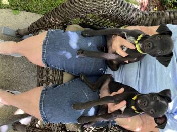 Bourbon & Julip -  Chihuahua Dog for Adoption in Crystal Lake, Illinois - Bourbon & Julip | PetCurious