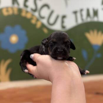 Marilyn Girl 1 -  Beagle Dog for Adoption in Springboro, Ohio - Marilyn Girl 1 | PetCurious