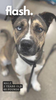Rescue Mixed Breed Dogs for Adoption in Ashland, Kentucky - Flash | PetCurious