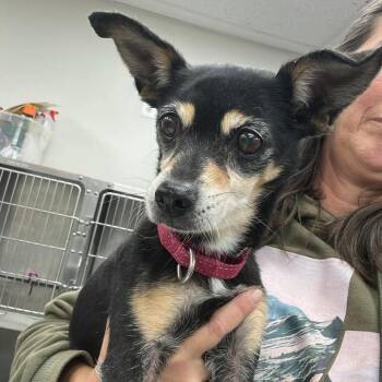 Allie -  Mixed Breed Dog for Adoption in Fredericksburg, Virginia - Allie | PetCurious