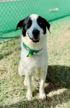 Rescue Husky and Labrador Retriever Dogs for Adoption in Macon, Georgia - Maxwell | PetCurious