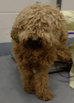 Penne -  Standard Poodle Dog for Adoption in Vancouver, Washington - Penne | PetCurious