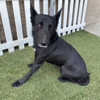 A614713 -  Belgian Shepherd Malinois and Mixed Breed Dog for Adoption in Modesto, California - A614713 | PetCurious