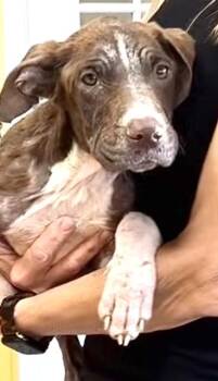 Frodo Waggins -  Labrador Retriever and Mixed Breed Dog for Adoption in New Orleans, Louisiana - Frodo Waggins | PetCurious