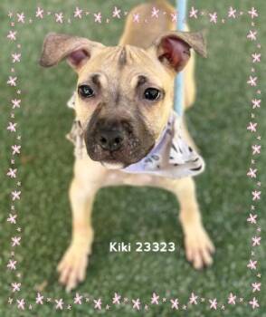 KIKI -  Hound Dog for Adoption in Marietta, Georgia - KIKI | PetCurious