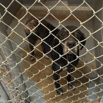 Josie -  Mixed Breed Dog for Adoption in Gadsden, Alabama - Josie | PetCurious