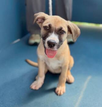 Amelia -  Mixed Breed Dog for Adoption in Ellijay, Georgia - Amelia | PetCurious
