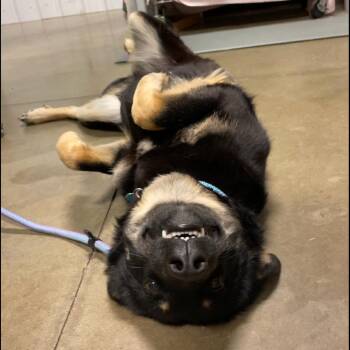 Mixed Breed Dogs Available for Adoption - Louise A.k.a Brandy | PetCurious