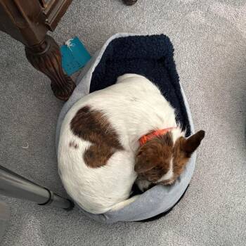Samson D71713 -  Chihuahua and Jack Russell Terrier Dog for Adoption in Minnetonka, Minnesota - Samson D71713 | PetCurious