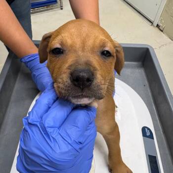 Puppy 1 -  Mixed Breed Dog for Adoption in Milton, Florida - Puppy 1 | PetCurious
