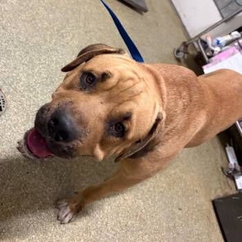 Chubba waba -  Mastiff and Pit Bull Terrier Dog for Adoption in San Gabriel, California - Chubba Waba | PetCurious