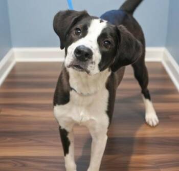 Labrador Retriever and Mixed Breed Dogs Available for Adoption - Shadow | PetCurious