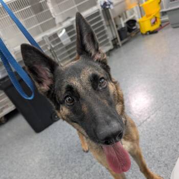 Mink -  Mixed Breed Dog for Adoption in Dekalb, Illinois - Mink | PetCurious