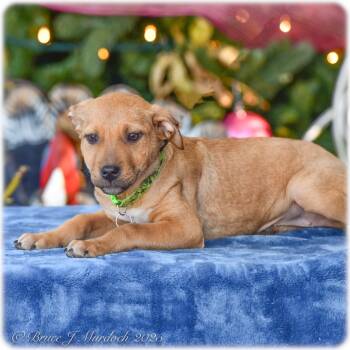 Rescue Labrador Retriever Dogs for Adoption in Wake Forest, North Carolina - Samos | PetCurious