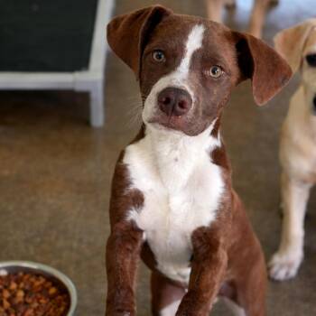 Pit Bull Terrier and Mixed Breed Dogs Available for Adoption in Calverton, New York - Syrup | PetCurious