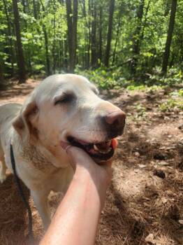 Katie -  Labrador Retriever Dog Available for Adoption in Douglasville, Georgia - Katie | PetCurious