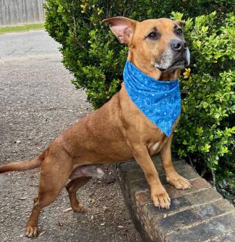 TEDDY - SWEET LITTLE BOY - SEE VIDEO -  Terrier and Basset Hound Dog for Adoption - TEDDY - SWEET LITTLE BOY - SEE VIDEO | PetCurious
