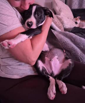 Pit Bull Terrier and Labrador Retriever Dogs Available for Adoption in Holly Springs, North Carolina - Po Boy - Zoey