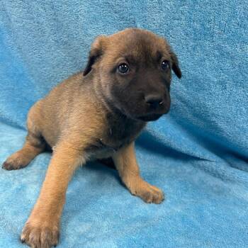 Shepherd Dogs Available for Adoption - Ladybug | PetCurious