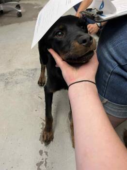 Rescue Rottweiler Dogs for Adoption in Stockton, California - A367597 | PetCurious