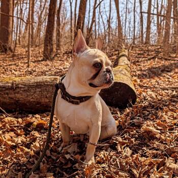 Reggie -  French Bulldog Dog Available for Adoption in Xenia, Ohio - Reggie | PetCurious
