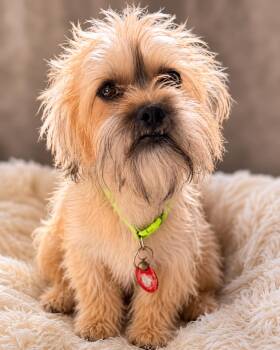 Sugar Beet -  Shih Tzu Dog for Adoption in Nashville, Tennessee - Sugar Beet | PetCurious