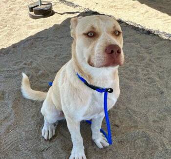 DARLA -  Great Pyrenees and Mixed Breed Dog for Adoption in Salinas, California - DARLA | PetCurious