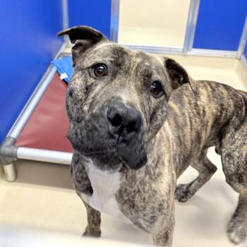 Rescue Boxer and Pit Bull Terrier Dogs for Adoption in Philadelphia, Pennsylvania - Max Carter | PetCurious