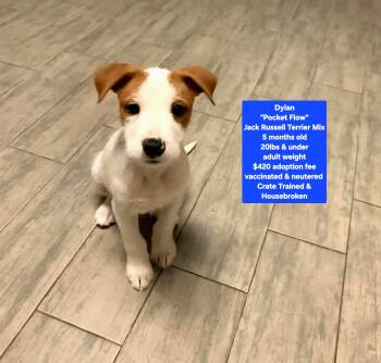 Jack Russell Terrier Dogs Available for Adoption - Dylan "Pocket Flow" | PetCurious