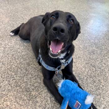 Labrador Retriever and Mixed Breed Dogs Available for Adoption in Falls Church, Virginia - Tucker | PetCurious