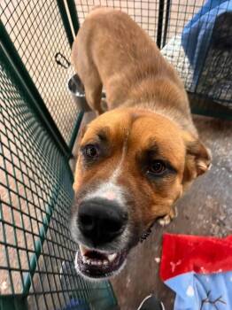 Jace -  Mastiff and Mixed Breed Dog for Adoption in Calgary, Alberta - Jace | PetCurious
