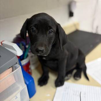 Finn -  Black Labrador Retriever and Mixed Breed Dog for Adoption in Ardmore, Oklahoma - Finn | PetCurious