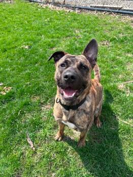 Sig -  German Shepherd Dog and Pit Bull Terrier Dog for Adoption in Marion, Ohio - Sig | PetCurious