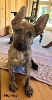 Rescue Black Mouth Cur and Shepherd Dogs for Adoption in Eloise, Florida - Harvey | PetCurious