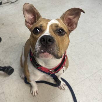 Serenity -  Mixed Breed Dog for Adoption in Philadelphia, Pennsylvania - Serenity | PetCurious